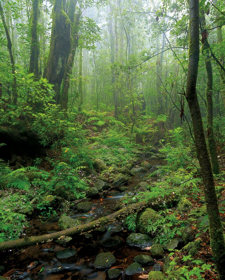 Lagomera El Cedro. Parque Nacional de Garajonay k